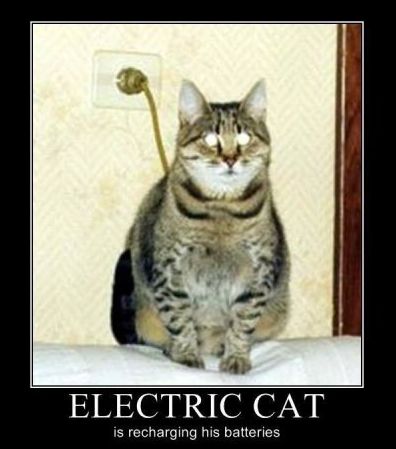2-électrique-chat
