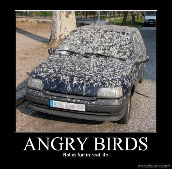 angry birds