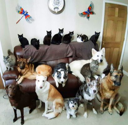 8 dogs and 9 cats in photo