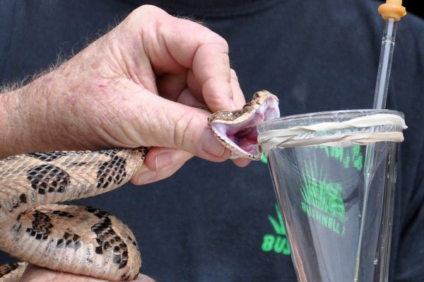 extracting milk from a snake's mouth 