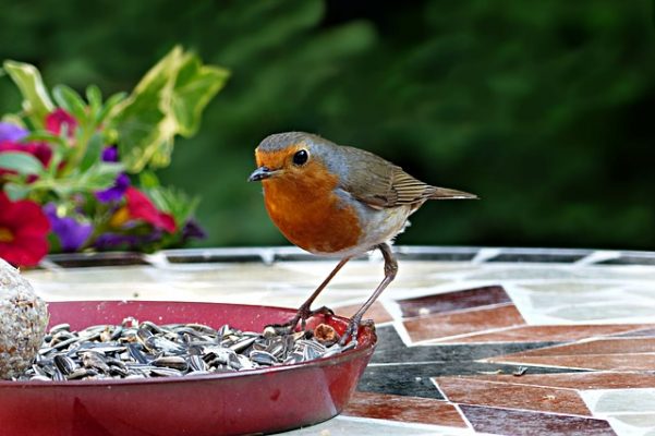 robin eating bird seed