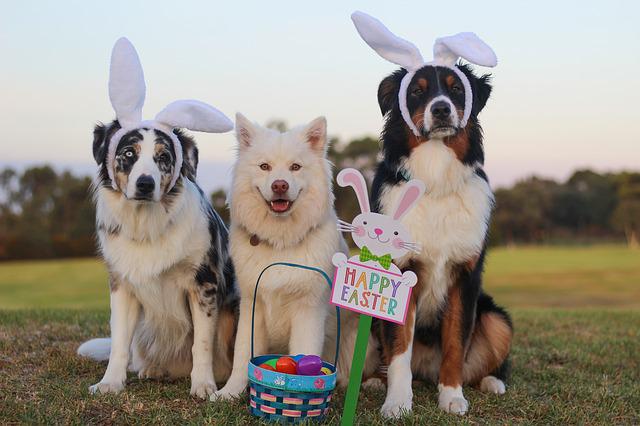 Dogs with Easter bonnets on