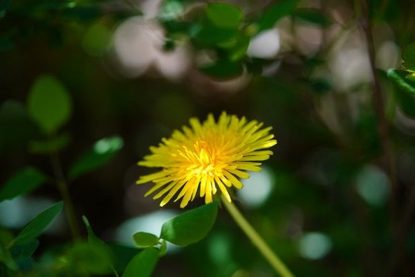 dandelion