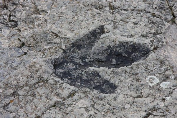 dinosaur footprint