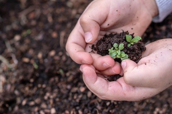 child holding seedlings