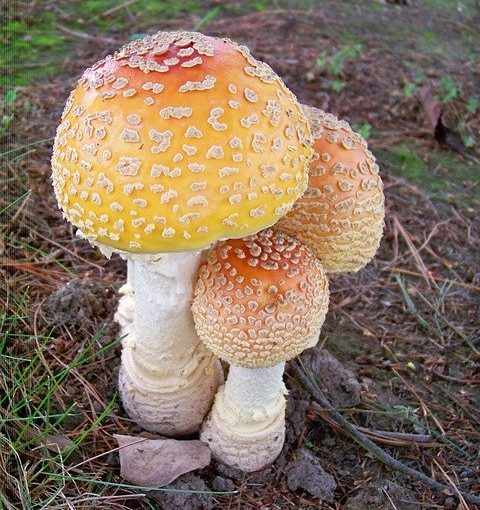 wild mushrooms