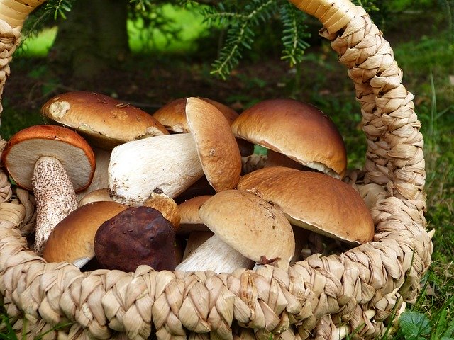 basket of foraged wild mushrooms