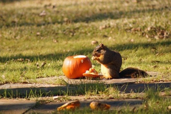 squirrel eating pumpkin